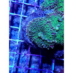 Ricordea yuma Green